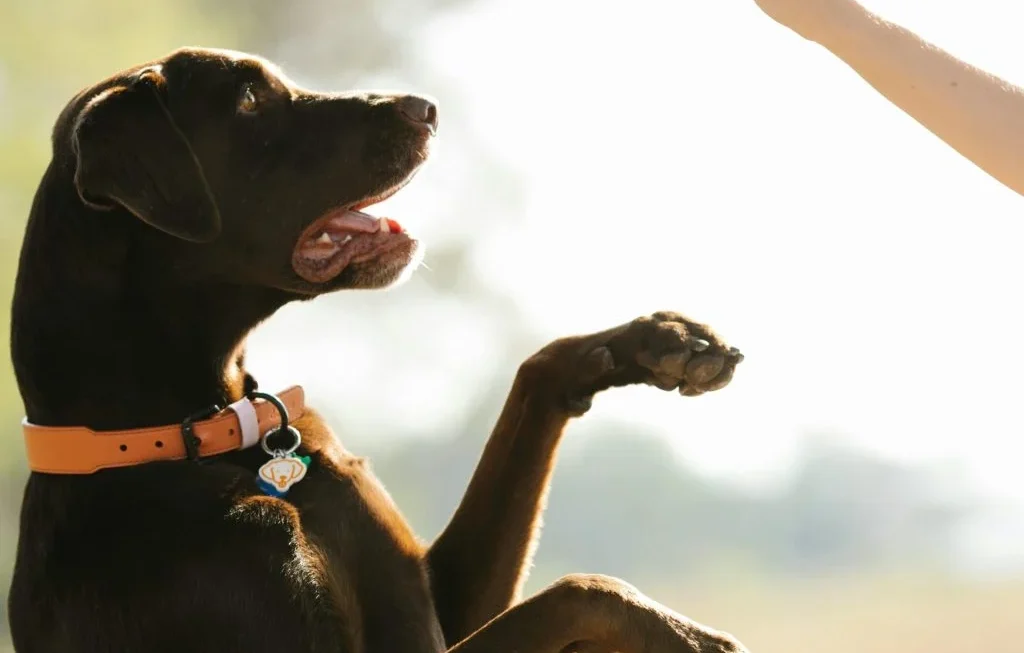 Infographic comparing different pet training methods with a focus on positive training