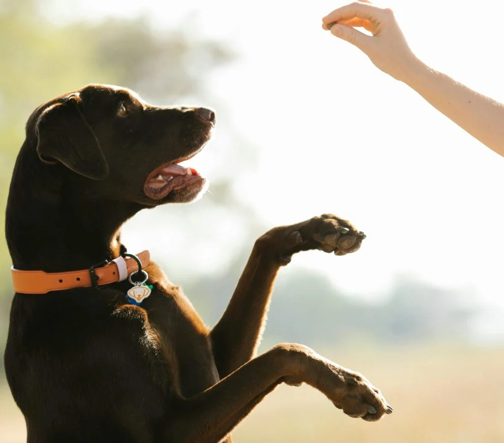 Infographic comparing different pet training methods with a focus on positive training