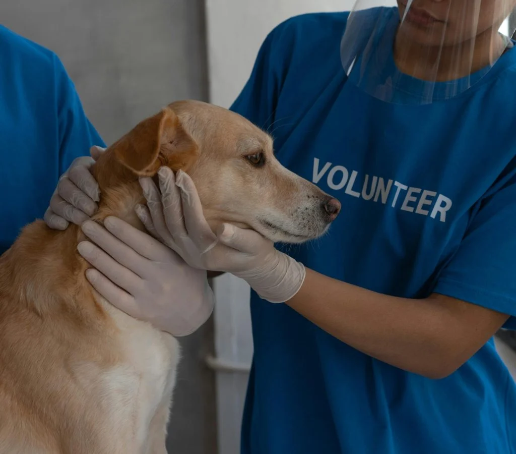 Illustration of gentle pet handling for first aid