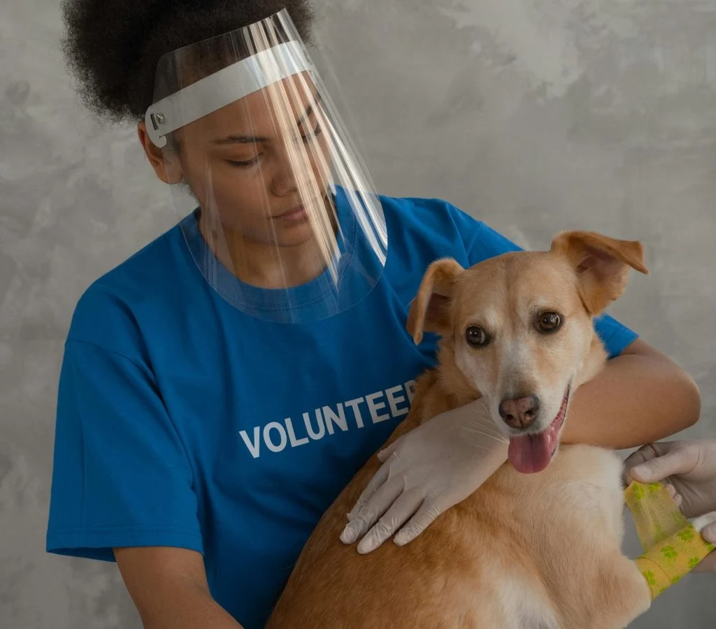 Illustration of gentle pet handling for first aid