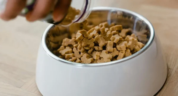 How to Create a Healthy Feeding Routine for Your Pet