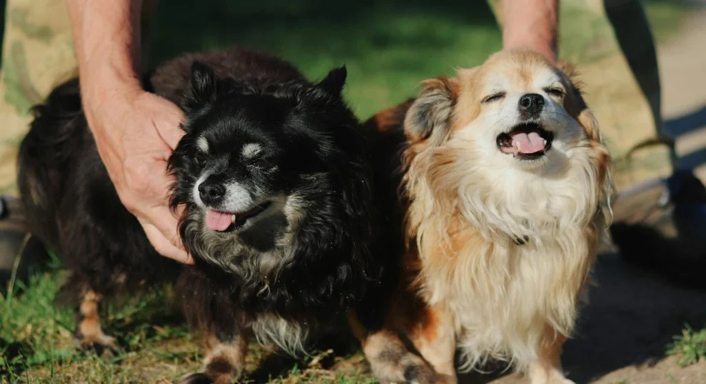 Person spending quality time with their pet