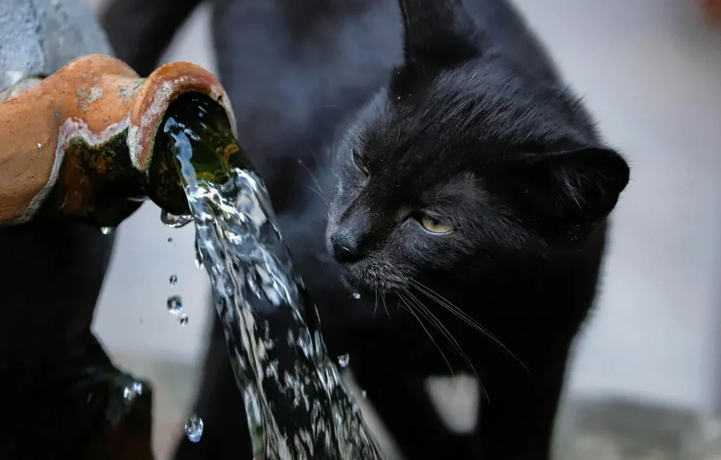 Pet drinking water from a bowl