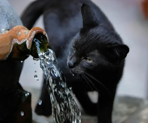 How Much Water Do Pets Need and Signs of Dehydration