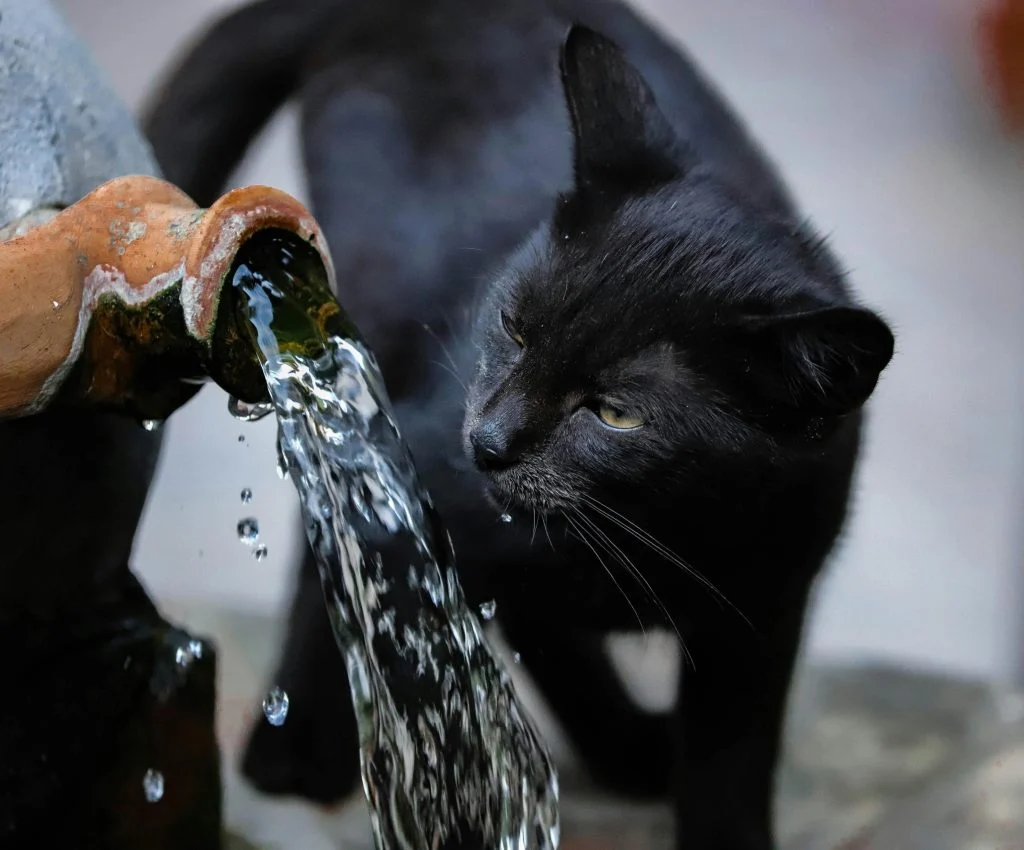 Pet drinking water from a bowl