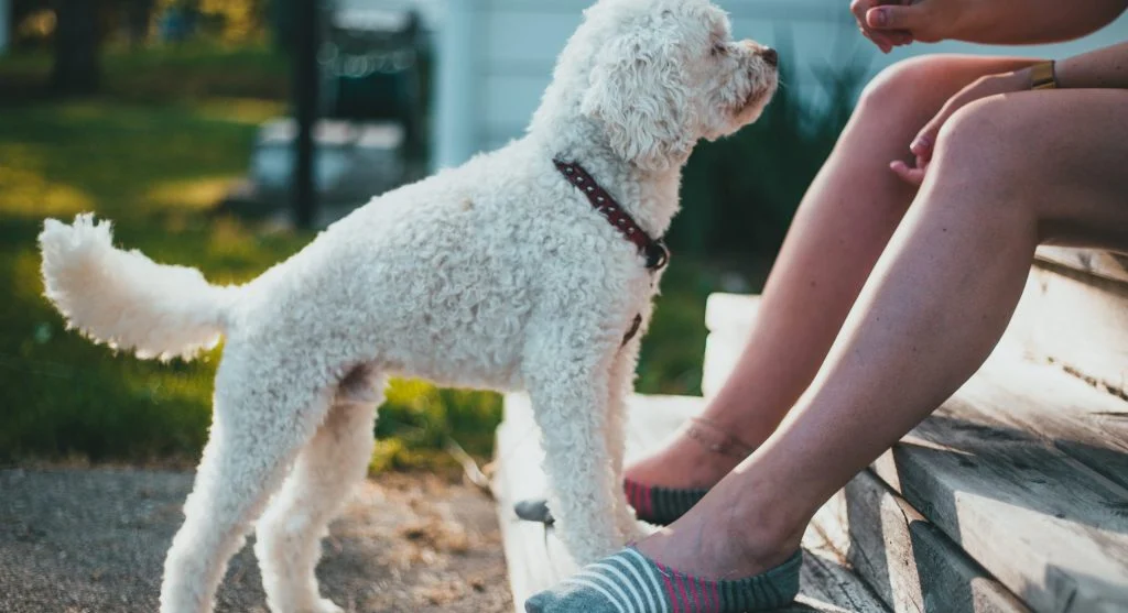 Illustration of a pet owner stopping bad habits in their pet