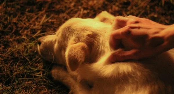 Why Pets Get Anxious and How to Help Them Feel Calm