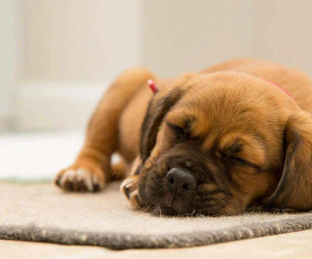 Pet sleeping peacefully