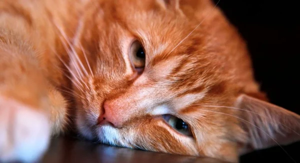 Why Your Pet Is Losing Energy and What You Should Do About It