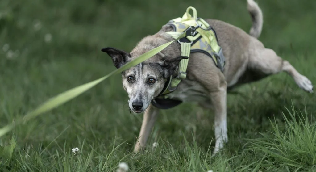 subtle pet stress behavior