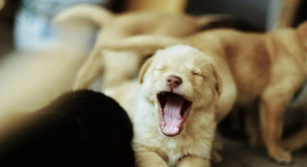 pet showing low activity when unwell