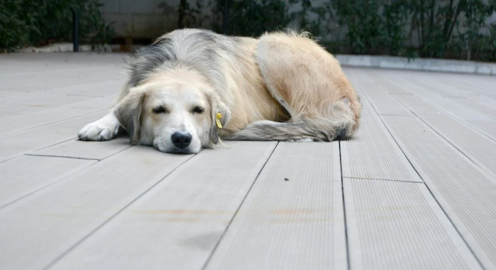 pet looking confused at changed routine