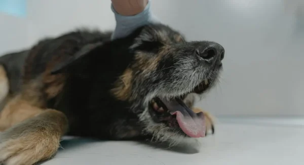 10 Early Signs Your Pet Might Be Unwell (Before It Gets Serious)