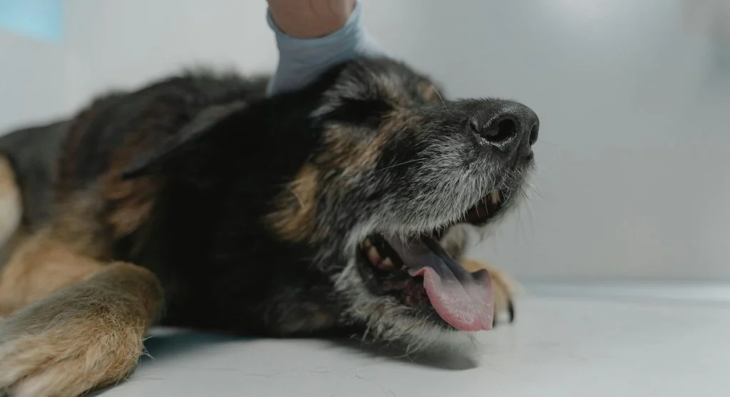 pet health checkup symptoms