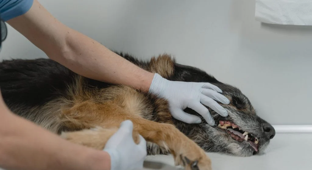 pet showing signs of illness