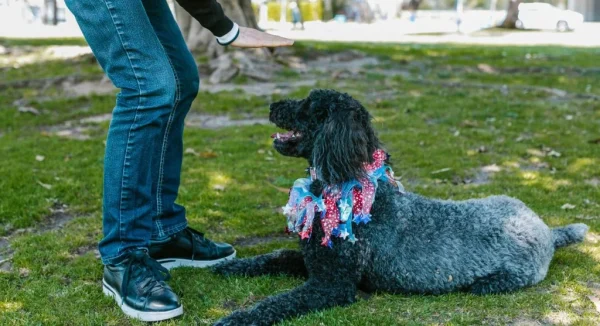 How to Build Long-Term Good Behavior Habits in Pets
