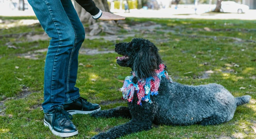 happy pet obeying commands