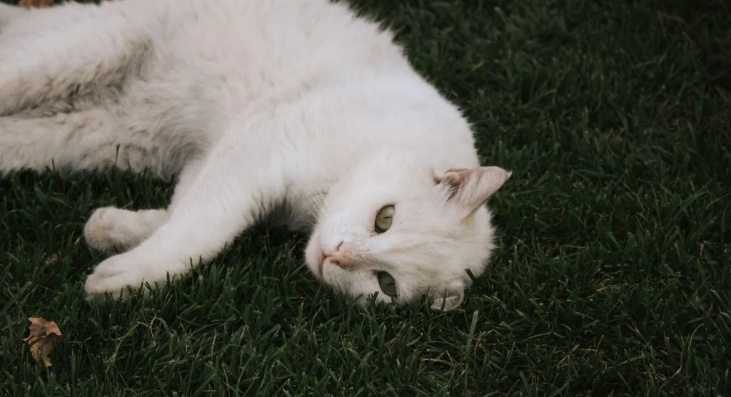 pet in calm state