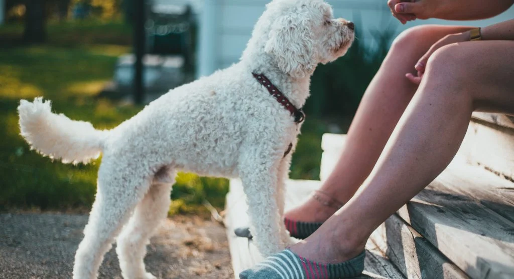 happy pet with owner training