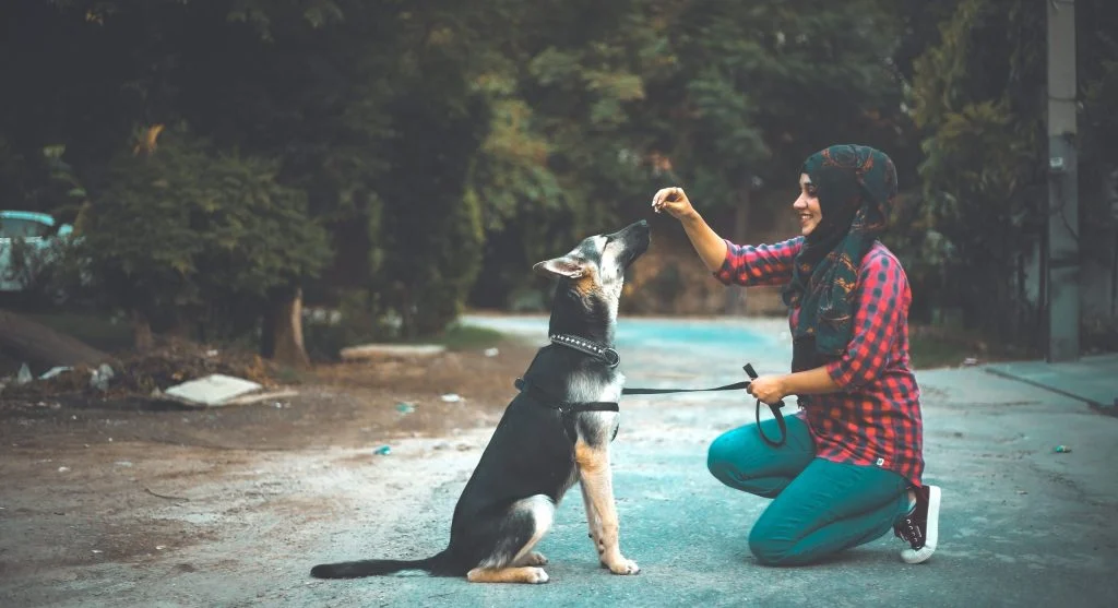 pet owner training replacement behavior