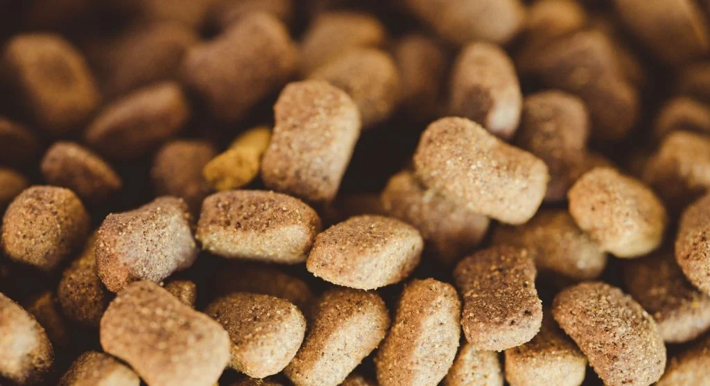 pet daily diet feeding schedule