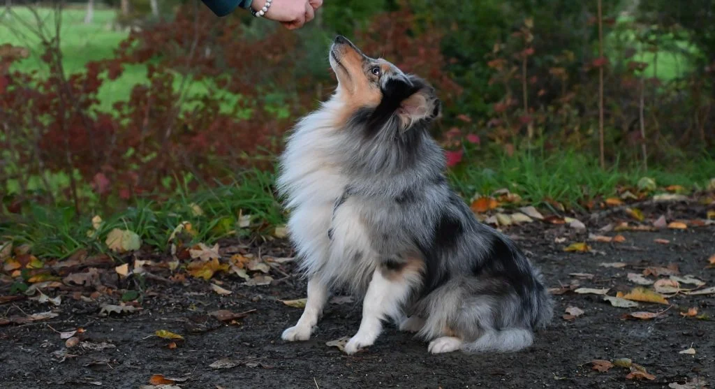 stop pet bad habits training