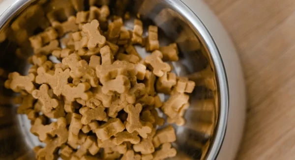 What Your Pet Should Eat Daily for Better Health and Energy